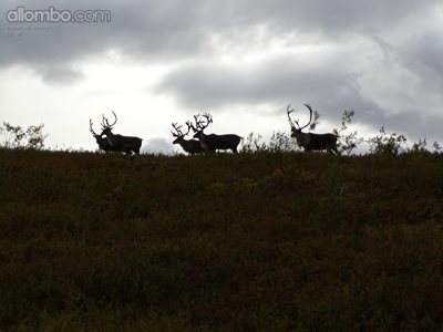 Caribou on the hill
