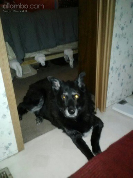 My dog, my best friend! RIP !!!