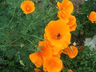 californian poppy