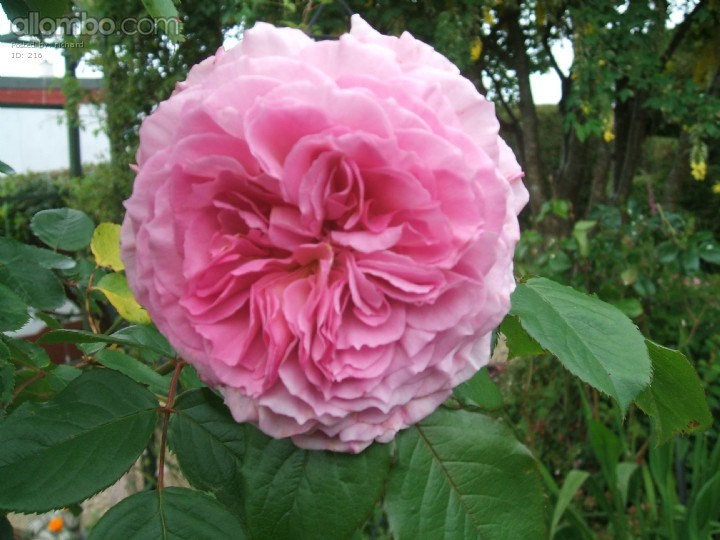 James Galway Rose