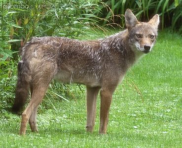 Coyote in the yard