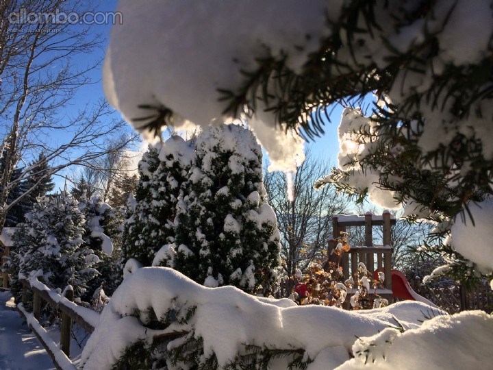 Snow trees with playground