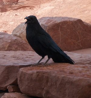 Raven at the SkyWalk in Arizona .... May 2014