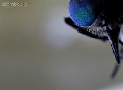EXTREME Close up of a  March Fly :D