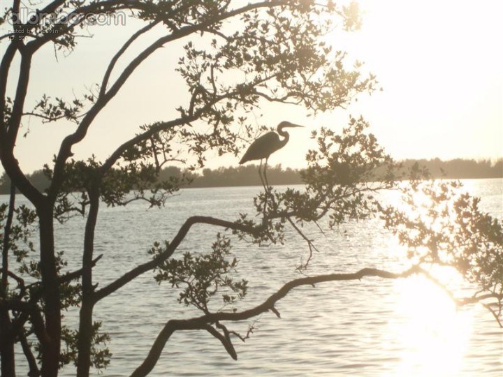 Fort De Soto National Park, Florida. 2008.