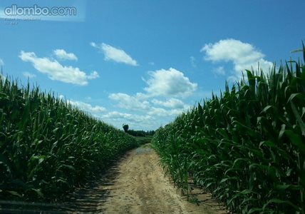 Lost in the middle of a huge cornfield.
