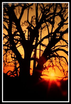 The Serengeti Tree