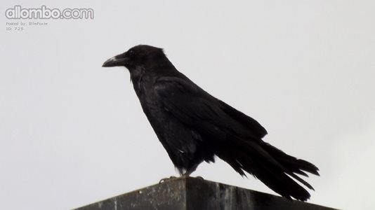 Another Raven pic ....