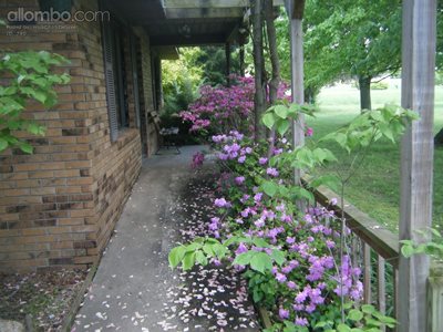 Our purple Azaleas and our red neck porch