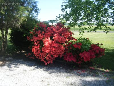 Our red and salmond Azaleas