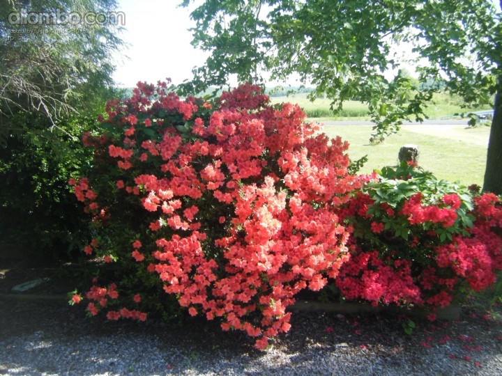 Our red and salmond Azaleas