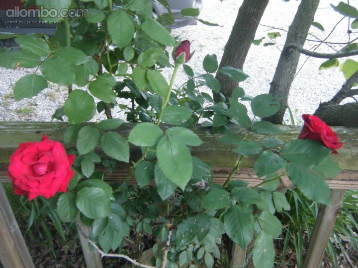 Roses do not grow well in our yard but, this one Red one has stuck with us ...
