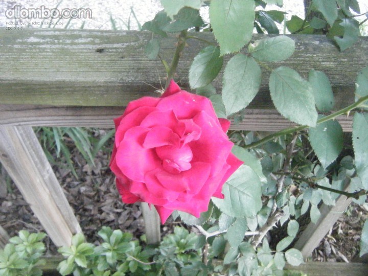 Roses do not grow well in our yard but, this one Red one has stuck with us about 3 years.