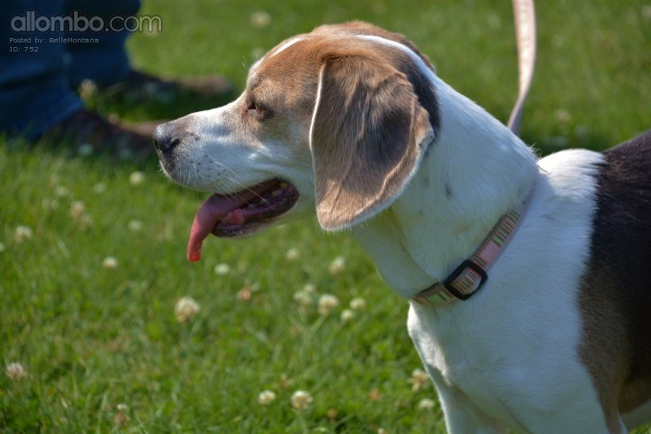 My beagle enjoying the day :-)