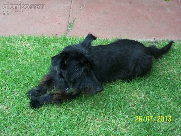 Jake the Scottie Dog
