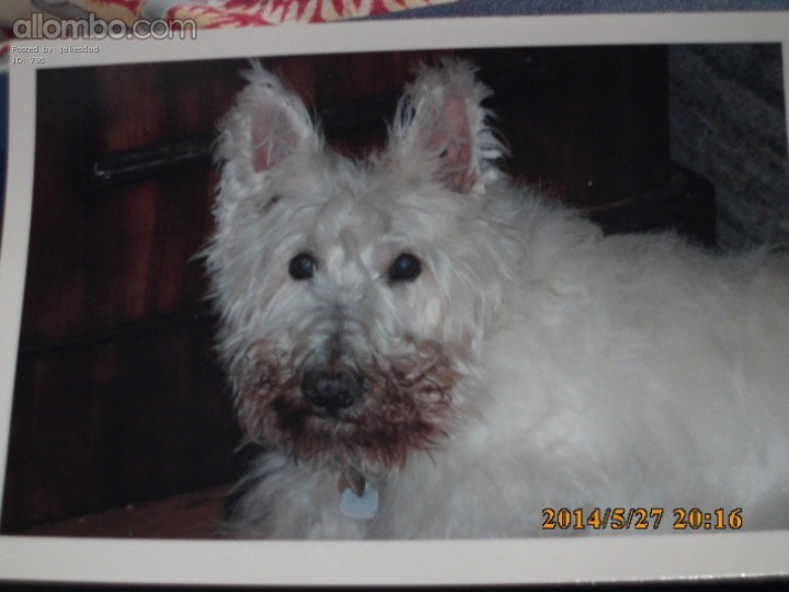 Jake the Scottie Dog
