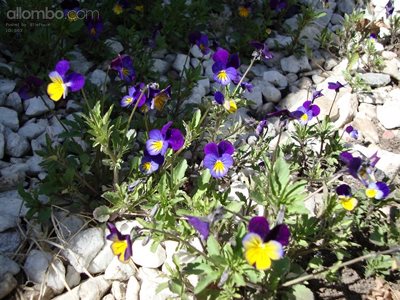 My little viola's in my rocks in our back garden - they appear every year.