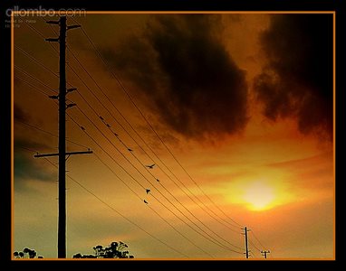 Birds on a wire/Sunsets :D