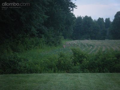A cute little deer just across the ditch in our back yard.  I made a video ...