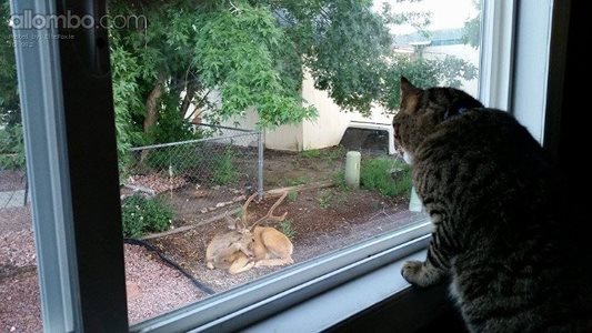 My cat wants to look out the bedroom window aswell :)  (taken by phone)  11...
