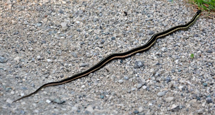 Garter Snake