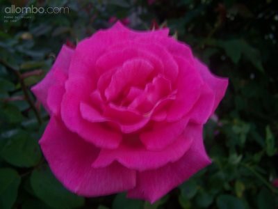 A rose related to one in Kentucky!  :)