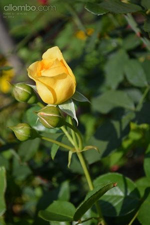 A yellow rose from my garden...