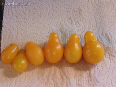 Yellow Pear Tomato's.  Our first real batch from our tomato plant that is o...