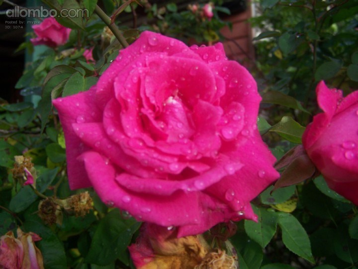 tribute to hickchick no double meaning, no innuendo, no suggestiveness lolz 'cept a suggestion of fresh beauty with a sweet smell! hope ya like.