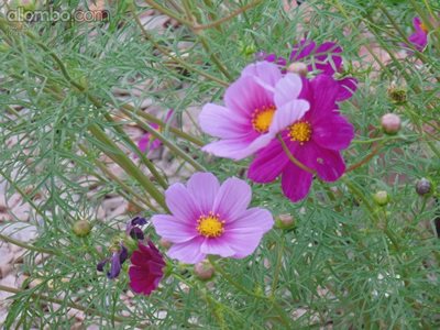 Cosmos I Believe - I Love These Colours in the back yard and they come up e...