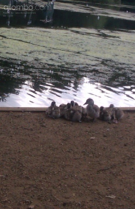 Ducklings