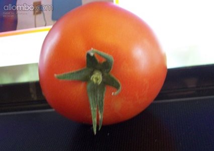 Our first normal red tomato off of our plants and we had our first frost la...