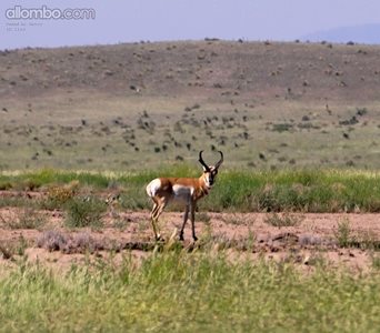Pronghorn antelope in Texas