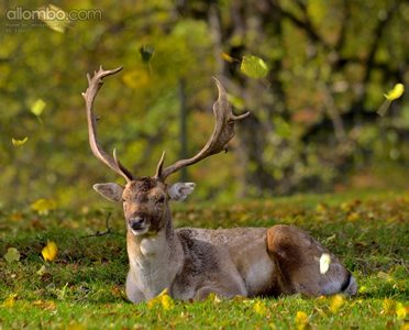 Autumnal Stag