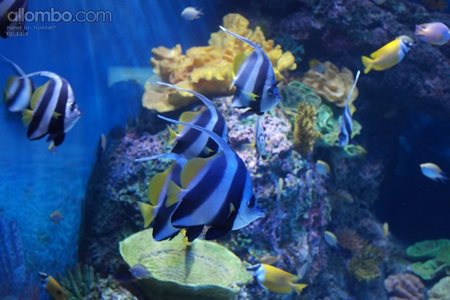 Singapore aquarium