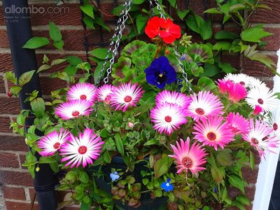 more of my flowers, this is my hanging basket