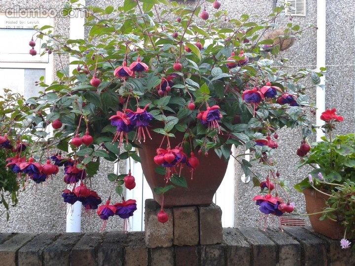 more flowers I grew this is my fuchsia im very proud of it