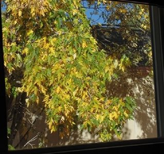 Our view from our room, with the autumnal leaves from the tree next door.