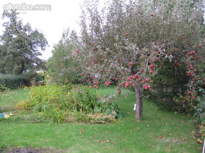 our garden in autumn