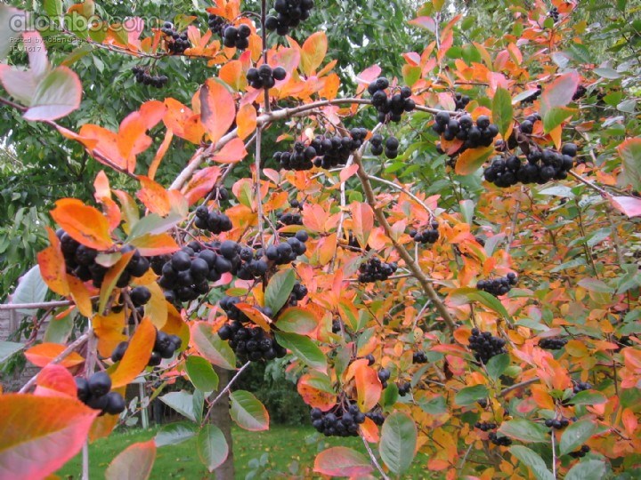 our garden in autumn
