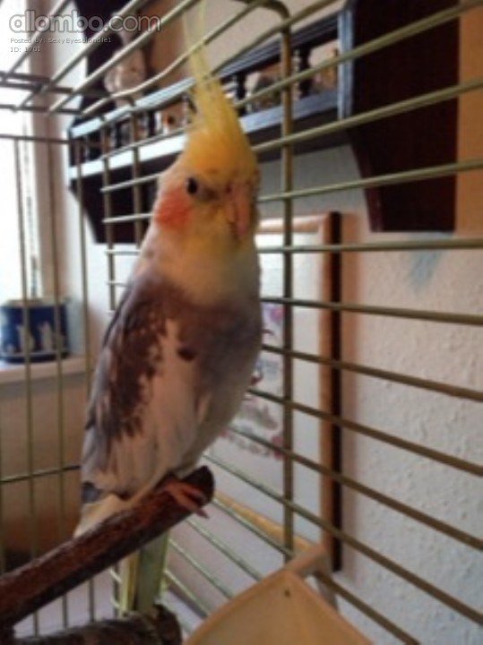 My new cockatiel