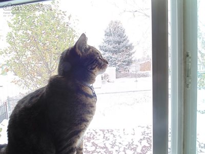 Harvey looking at the snow ......