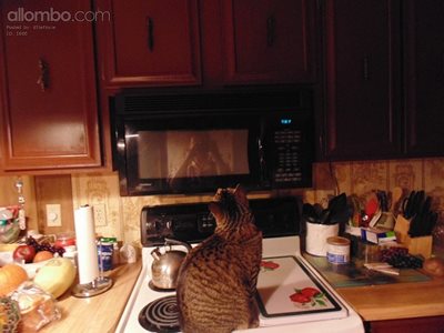 Harvey our cat waiting for the microwave to stop .......