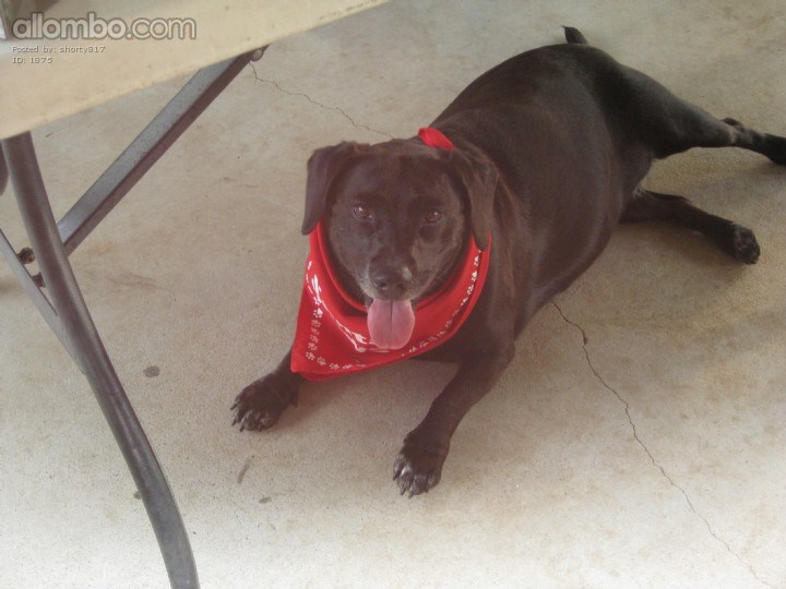 one our dogs xmas 2014 with her santa paws