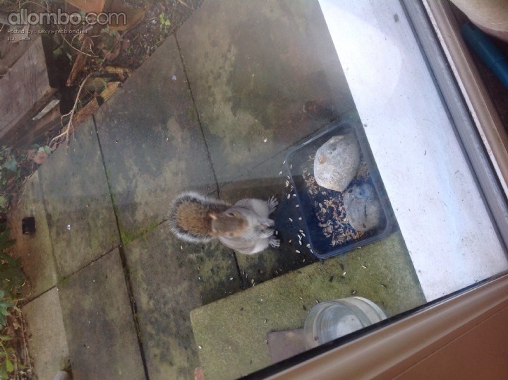 It's squirrel time!!