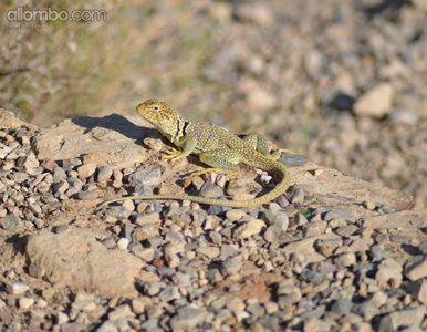 A lizard posing at the Franklin Mountains