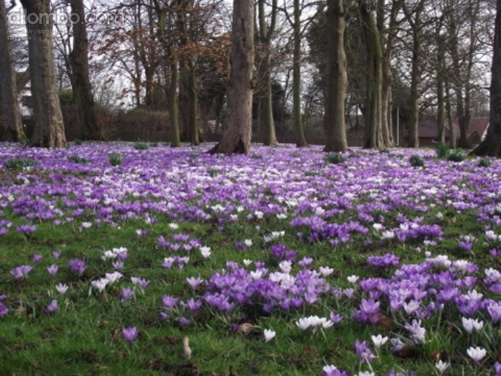 I went for a walk in my local park and I found Spring!