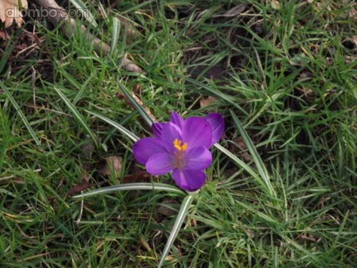 I went for a walk in my local park and I found Spring!