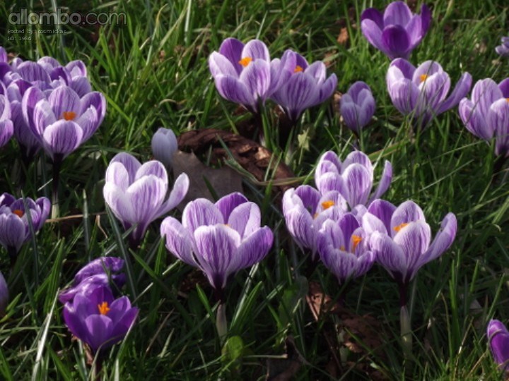 I went for a walk to my local Park and found Spring!