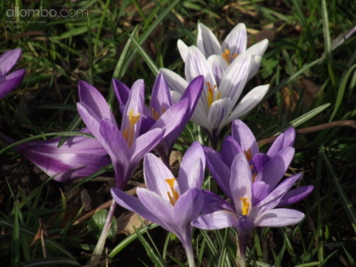 I went for a walk to my local Park and found Spring!